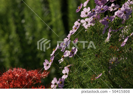 Tottori Four seasons walk Autumn morning flowers 50415808