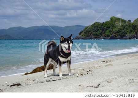 Ya blunt black shore of the coast 50415919