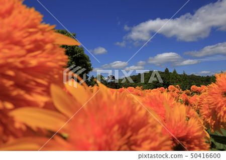 A wonderful view of the sunflower fields 50416600