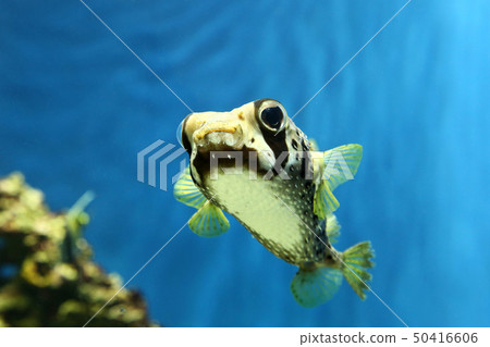 Hitsuji Raharisenbon 50416606