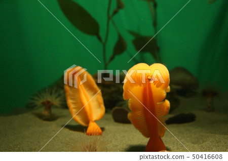 橙色Siepen 橙色Siepen 50416608