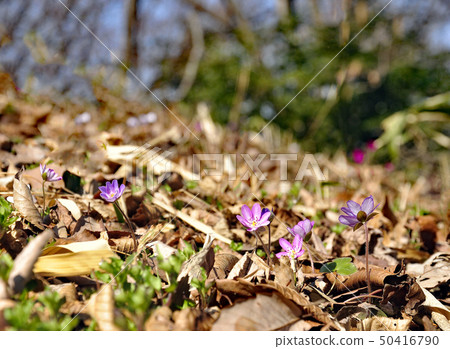 Spring Fairy Misumi So Spring Fairy Misumi So 50416790