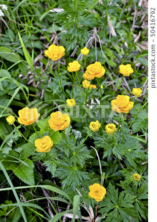 禮文島特有種Rebunkinbaisou 50416792