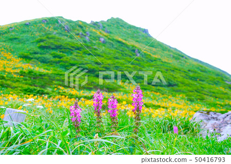 Akita Komagatake Yotsubashi Gama在Amida Pond腳下開花 50416793