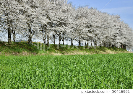 Cherry blossoms, Bocheon stream, Boeun-gun, Chungbuk 50416961