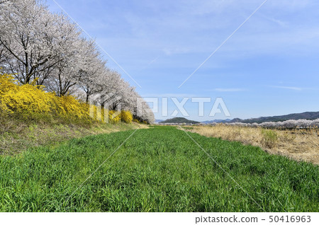 Cherry blossoms, Bocheon stream, Boeun-gun, Chungbuk 50416963