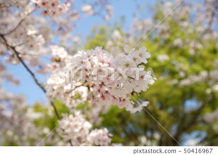櫻桃花瓣 櫻桃花瓣 50416967