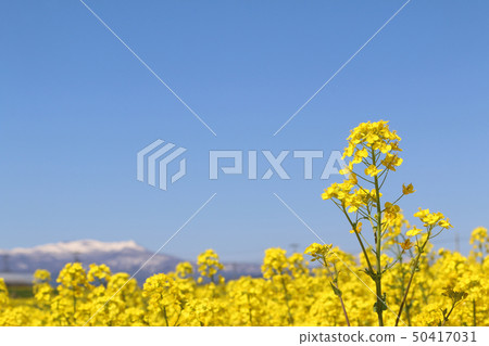 油菜花和藍天(Sanbongi向日葵山) 油菜花和藍天(Sanbongi向日葵山) 50417031