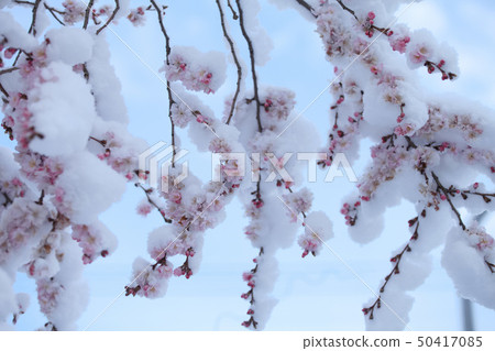 Weeping Cherry Tree With Snow Stock Photo
