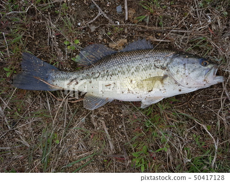 Bass Bass 50417128