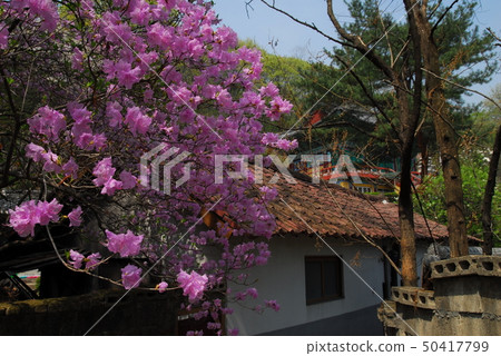 杜鵑花,春天, 杜鵑花,春天, 50417799