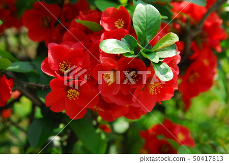 Spring, flower, Spring, flower, 50417813