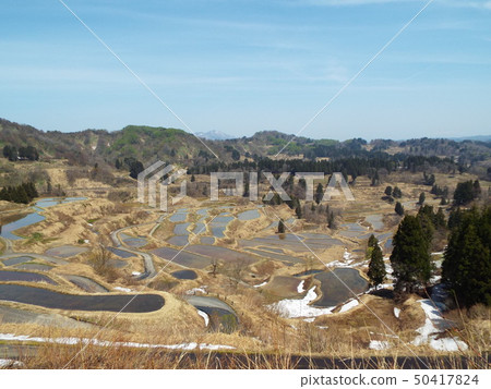 星通的稻田 50417824