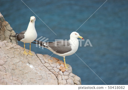 Sea cat 2 birds 50418082