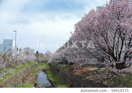 Yoshino cherry tree 50418171