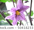 正常的花 50418233