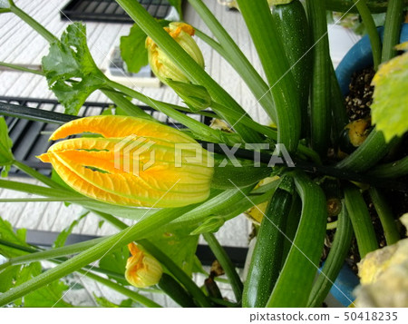 Zucchini flowers Zucchini flowers 50418235