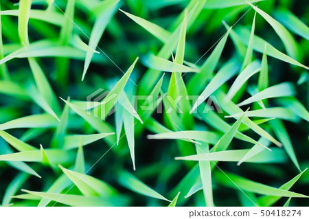 Rice seedling Rice seedling Rice seedling Rice seedling 50418274