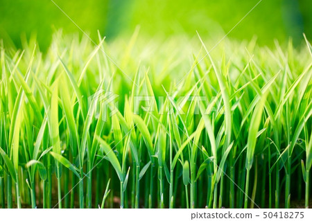 Rice seedling Rice seedling 50418275