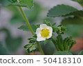 草莓花 50418310