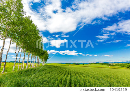 Birch tree lined trees in early summer 50419239