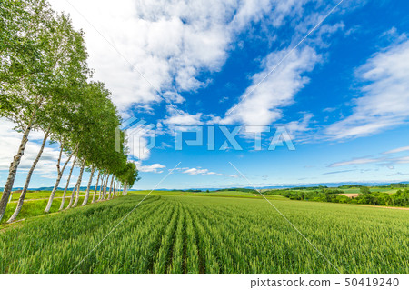 Birch tree lined trees in early summer 50419240