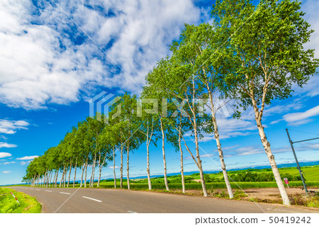 Birch tree lined trees in early summer Birch tree lined trees in early summer 50419242