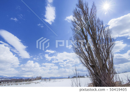 Ken and Mary trees in Biei-cho, Hokkaido 50419405