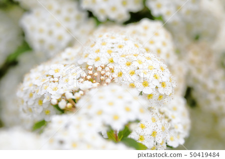 Kodemari Kodemari 50419484