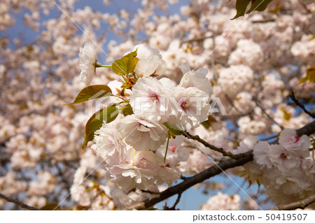 Sakura Namiki Shinshu Sakura Namiki Shinshu 50419507