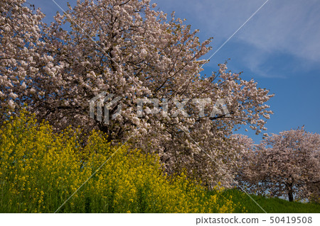 Sakura Namiki Shinshu Sakura Namiki Shinshu 50419508