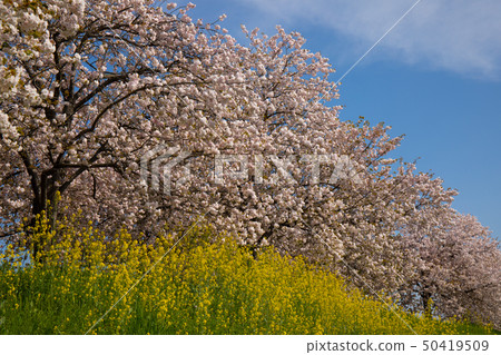 Sakura Namiki Shinshu Sakura Namiki Shinshu 50419509