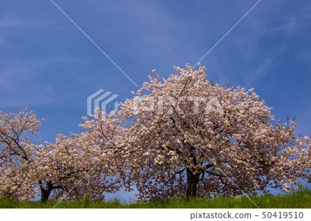 Sakura Namiki Shinshu Sakura Namiki Shinshu 50419510
