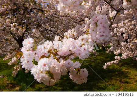 Sakura Namiki Shinshu 50419512