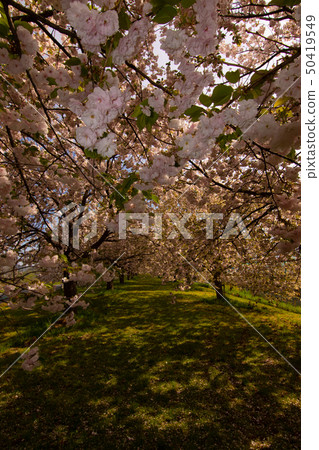 Sakura Namiki Shinshu Sakura Namiki Shinshu 50419549