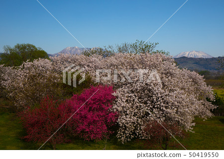 Sakura Namiki Shinshu Sakura Namiki Shinshu 50419550