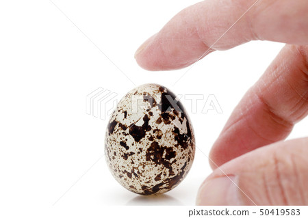Quail egg Quail egg 50419583
