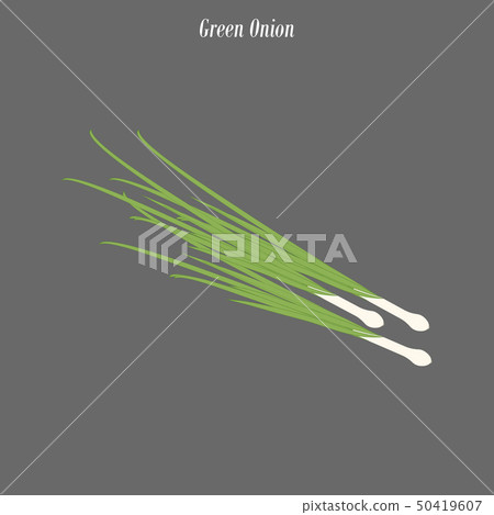 Green onion illustration Green onion illustration 50419607