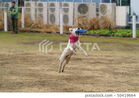 Kobe Animal Kingdom Dog Run 50419664