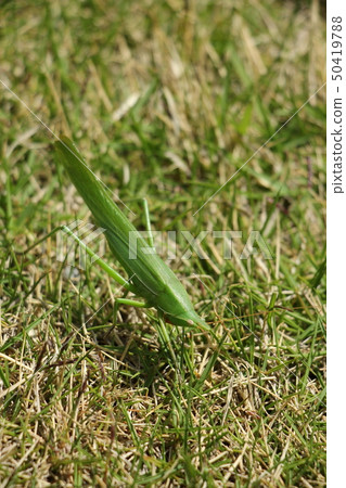 Crab grasshopper 50419788