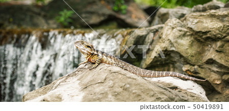 Eastern Water Dragon Eastern Water Dragon 50419891