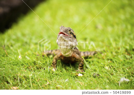 Eastern Water Dragon Eastern Water Dragon 50419899