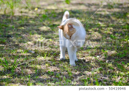 春貓4 春貓4 50419946