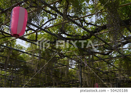 Hirofujien的紫藤 Hirofujien的紫藤 50420186