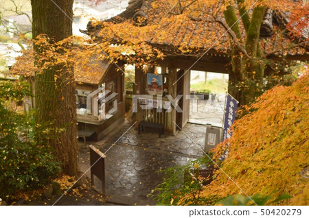 Fugiji寺的秋天 50420279