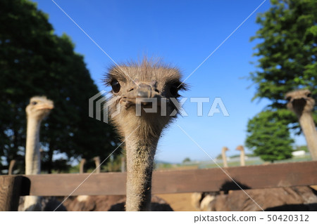 Ostrich kingdom Ishioka city scenery 50420312