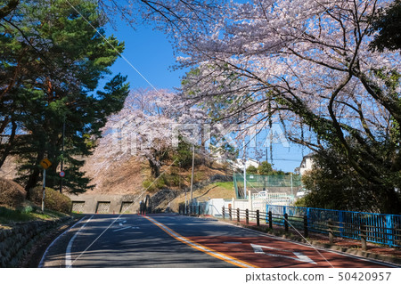 Seiho Sakuragaoka Iroha Sakadori Spring Seiho Sakuragaoka Iroha Sakadori Spring 50420957