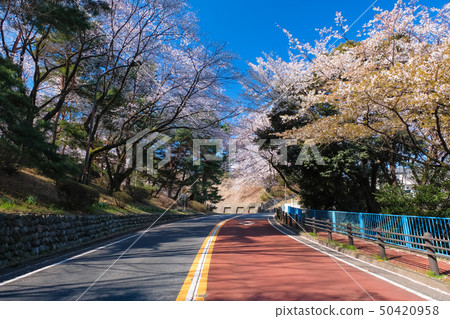 Seiho Sakuragaoka Iroha Sakadori Spring 50420958