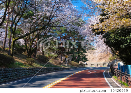 Seiho Sakuragaoka Iroha Sakadori Spring Seiho Sakuragaoka Iroha Sakadori Spring 50420959