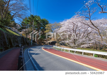 Seiho Sakuragaoka Iroha Sakadori Spring 50420967